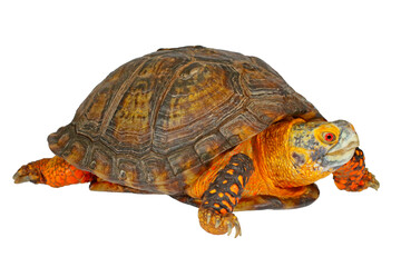 Fototapeta premium Mexican box turtle, Terrapene mexicana, white background.