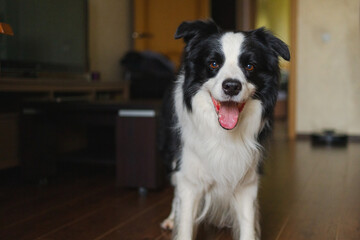 Funny portrait cute puppy dog border collie indoor. Pet dog resting at home. Puppy dog indoors in...