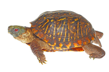 Obraz premium Ornate box turtle, Terrapene ornata, white background