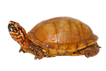 Obraz premium Three toed box turtle, Terrapene triunguis