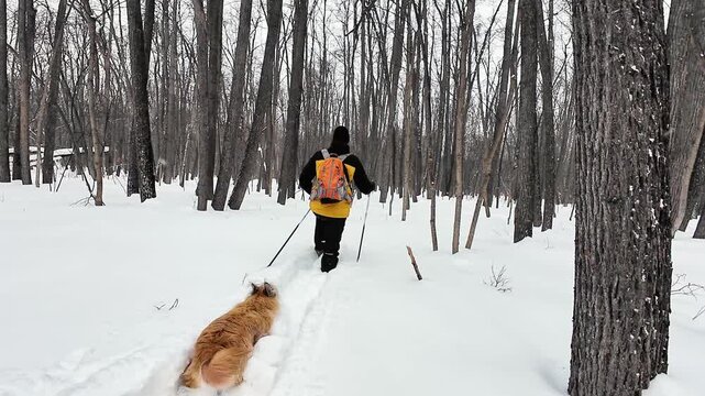 Winter Trail With Dog And Skier Moving Briskly. Alert Dog Chases Skier Amid Snowcovered Forest Scenery. Energetic Dog And Skier Dash Through Frostcovered Trees Along Pristine Winter Trail