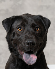 Naklejka premium Black dog with brown eyes sits on gray background during indoor session at home in the afternoon light