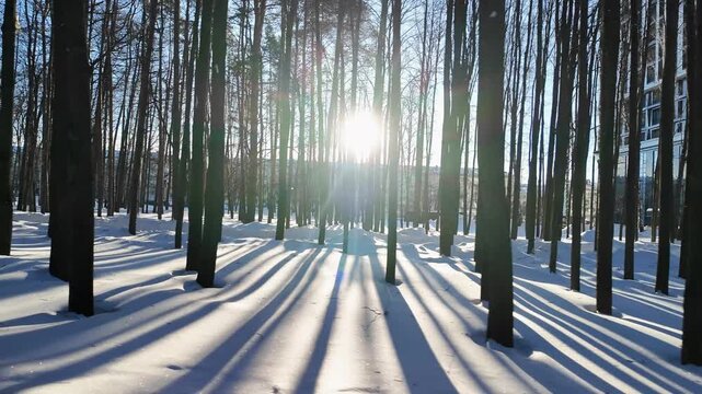 Low Sun Casting Long Blue Shadows Across Untouched Snow, Cinematic Light Shafts Between Trunks And Cool Palette Creating Dramatic Seasonal Backdrop For Lifestyle And Nature Storytelling.
