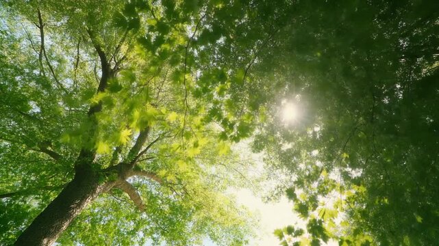 Sunlight filtering through lush green leaves of a tree in a forest