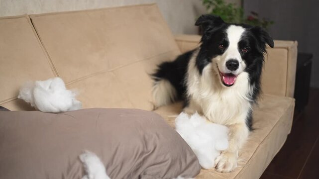 Naughty playful puppy dog border collie after mischief biting pillow lying on couch at home. Guilty dog and destroyed living room. Damage messy home and puppy with funny guilty look
