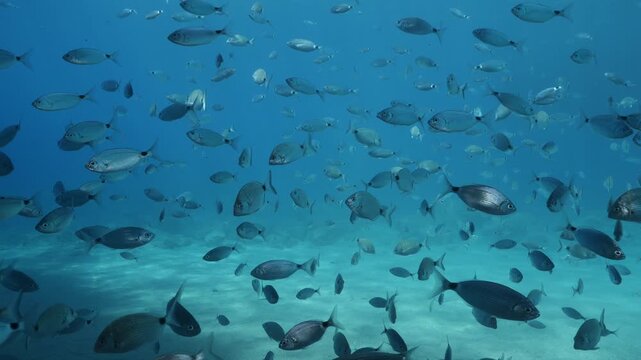 underwater fish scenery from mediterranean  sea breams ocean scenery underwater landscape seabreams  Diplodus sargus