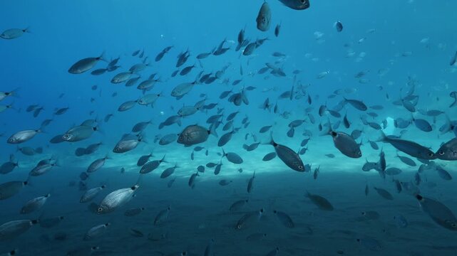 underwater fish scenery from mediterranean  sea breams ocean scenery underwater landscape seabreams  Diplodus sargus