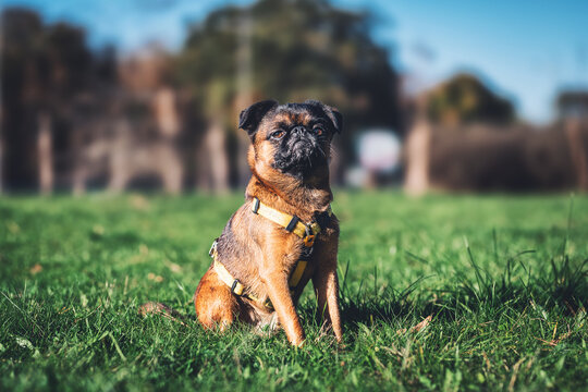 Portrait of a Petit Brabancon Dog Sitting on Green Grass