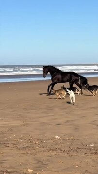 Majestic black stallion and dogs running on the sandy shore