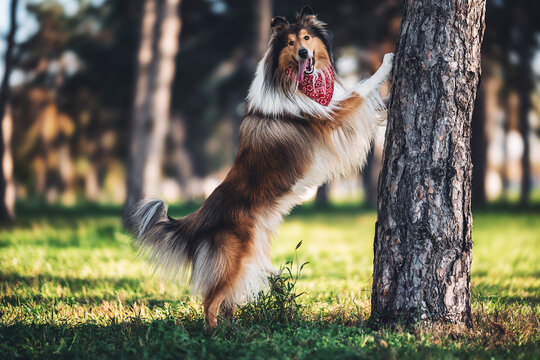 Rough Collie Standing on Hind Legs Against Pine Tree