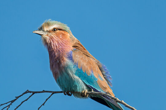 Namibia - Bagani - Okavango River - A Lilac-breasted Roller (Coracias caudatus) perches on a bare branch in profile, its lilac breast, blue-green wing coverts, cinnamon back and pale head with dark ey