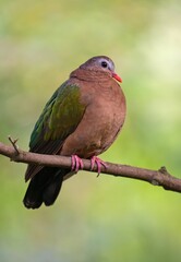 Obraz premium common emerald dove