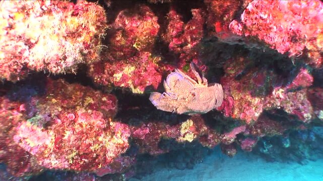 slipper lobster underwater Scyllaridae  walks on rocks close up ocean scenery