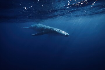 Naklejka premium Calm Ocean View. Silent Blue Ocean Where Whale Moves Gracefully Under Softly Glowing Rim Of Light