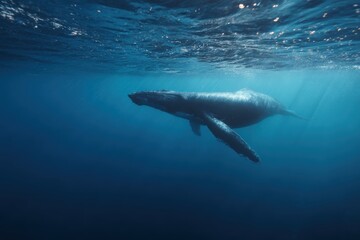 Obraz premium Calm Marine Life Display. Tranquil Sea Setting With Gleaming Ripples And Graceful Humpback Whale