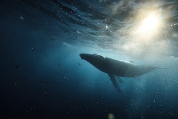 Fototapeta premium Tranquil Humpback Navigating Near Surface Amidst Glowing Rays Illuminating Aquatic Habitat