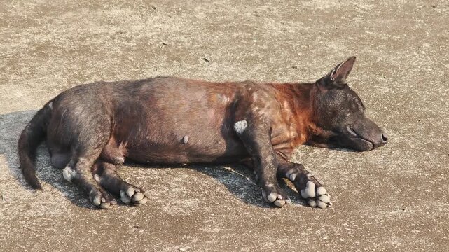 A black dog with mange .