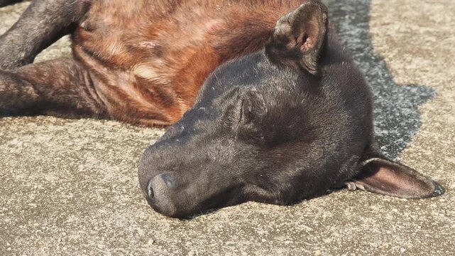 A black dog with mange .