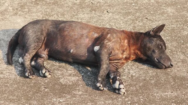 A black dog with mange .