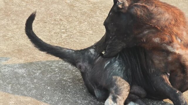 A black dog with mange .