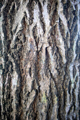 Obraz premium Detailed macro texture of rough brown tree bark with vertical ridges and light green lichen spots.