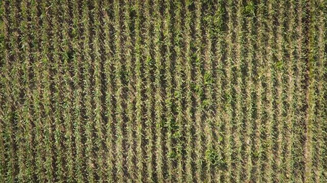 Aerial Top Down View of Garlic Field Rows, Drone Fly Forward Over Agricultural Texture.