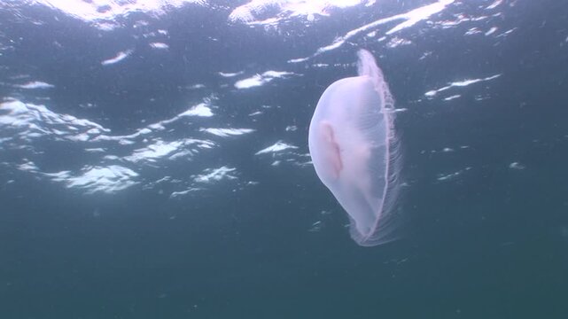 moon jellyfish underwater scenery sea grass