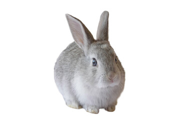 Obraz premium Cute gray rabbit sitting isolated on transparent background, adorable bunny pet with soft fur, perfect animal cutout for design, marketing, and pet related projects.