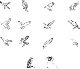 Naklejka premium Eagle Flight Silhouette Pack Hunting Birds Vector Collection