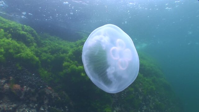 moon jellyfish underwater scenery sea grass