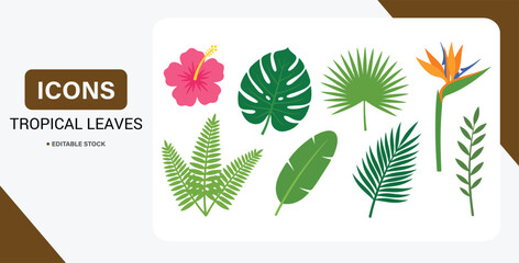 Tropical leaves and exotic plant flat icon collection with jungle palm and monstera botanical foliage on transparent background. © Kingko