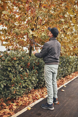 Gardener using pruning shears, taking care of hedge and plants.