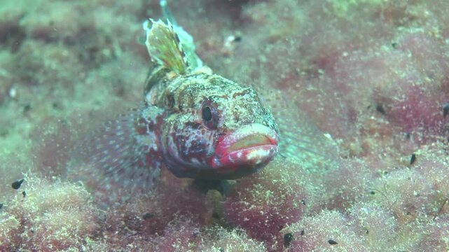 close up filming of a red lip goby underwater