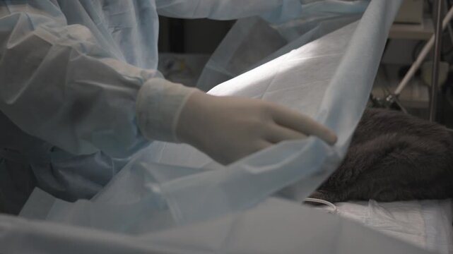 Veterinary surgeons carefully covering a sedated cat with a sterile surgical drape in the operating room, meticulously preparing the animal for a medical procedure under bright surgical lights.