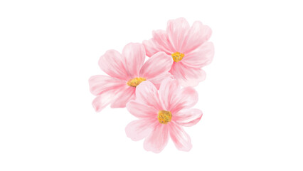 Fototapeta premium Pink cosmos flowers watercolor botanical painting