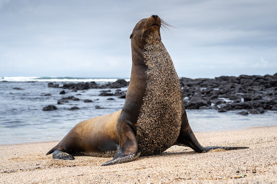 Sea Lion Posing on Playa Loberia Beach