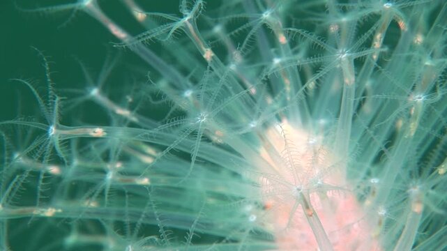 sea pen underwater Pennatulacea sea pen Veretillum cynomorium 