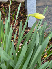 Obraz premium tulpe blume natur pflanze