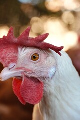 White Leghorn hen head close up with distinctive floppy red comb © Karen Images