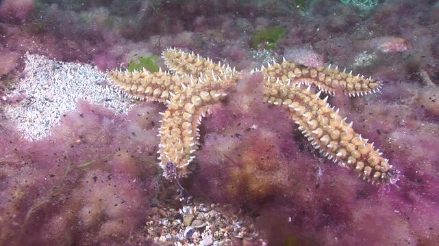 starfish close up walking star fish underwater