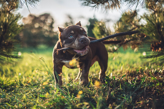Playful American Bully Puppy Holding a Stick in Mouth