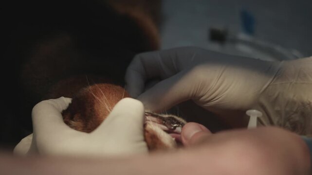 Professional veterinarian performing a dental check-up on a sedated cat lying on the operating table. The vet, wearing sterile gloves, carefully examines the animal's teeth and gums.