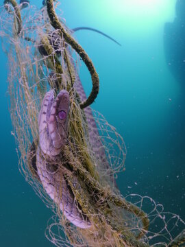 ghost hunting fishing net underwater cought a snake 