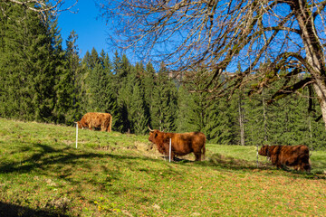 Rinder grasen auf einer gr&uuml;nen Bergweide im Kleinwalsertal in den Allg&auml;uer Alpen.