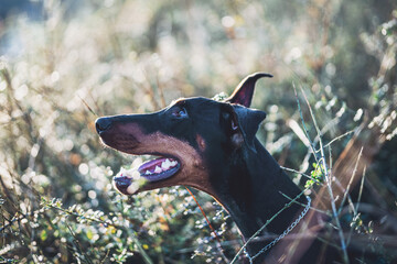Close Up Profile Portrait of Doberman Pinscher in Sunlight © Sasha