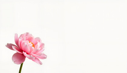 Elegant Pink Peony in Soft Light