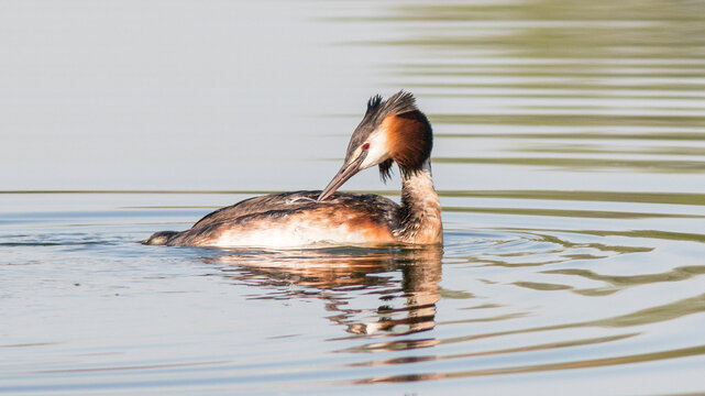 great crested grebe