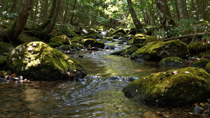 Fototapeta premium Serene Forest Stream Winding Through Moss-Covered Rocks with Dappled Sunlight Filtering Through Dense Canopy, Natural Landscape Photography for Nature and Eco Tourism Backgrounds