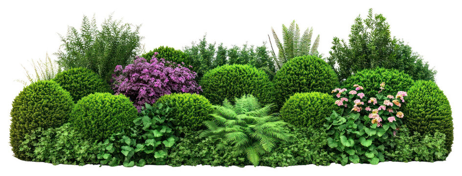 PNG Garden hedge nature flower.
