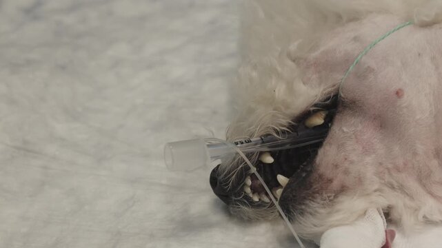 Professional veterinarian connecting an anesthetized dog to a gas apparatus with an endotracheal tube, providing respiratory support and preparing the animal for a surgical procedure.
